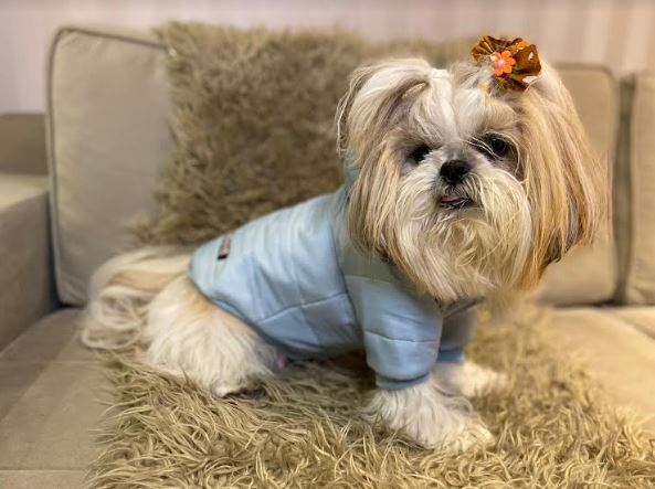 Estilista lança coleção de Inverno para Pets 1 Estilista lança coleção de Inverno para Pets