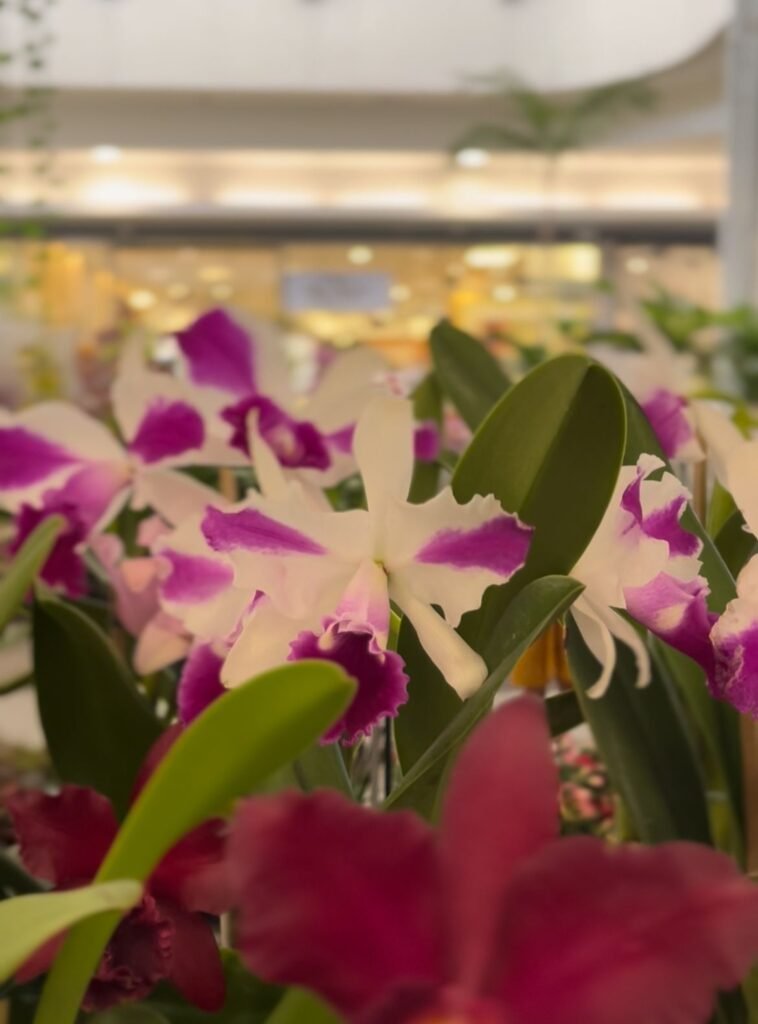 Recreio Shopping promove a Feira de Flores de 21 a 24 de setembro