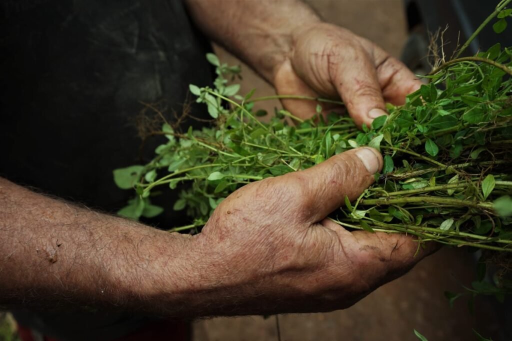 CARACTERÍSTICAS REGIONAIS DE AMBIENTE DE MONTANHA SÃO TEMAS DA 1ª MOSTRA DA SOCIOAGROBIODIVERSIDADE