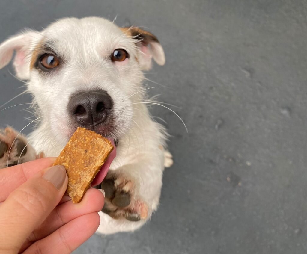 Dia Nacional do Biscoito: Petvi aposta em petisco canino saudável