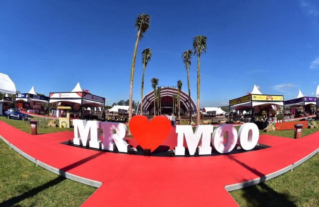 Mr Moo festival 1