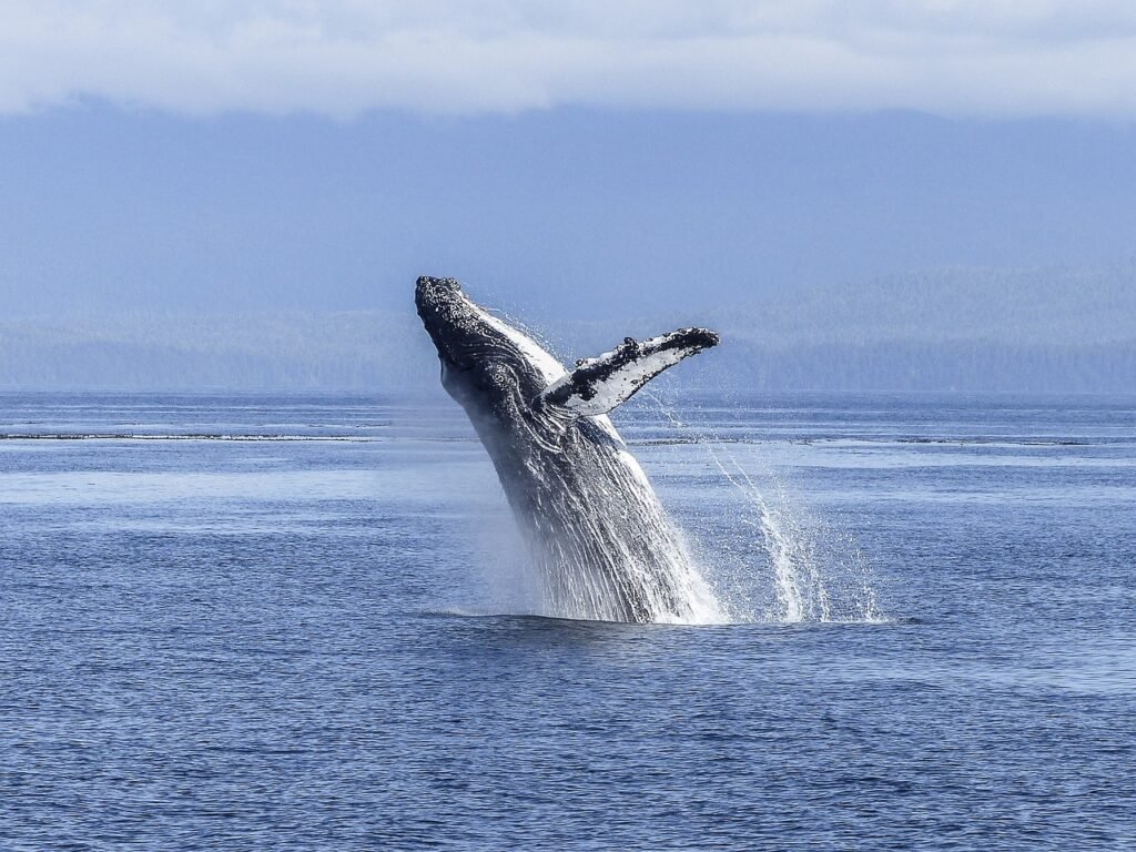 humpback whale 436120 1280