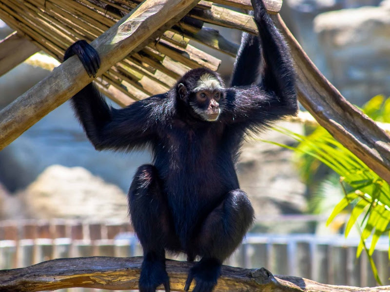 BioParque abre excepcionalmente na segunda e terça, 18 e 19, no feriado do G20