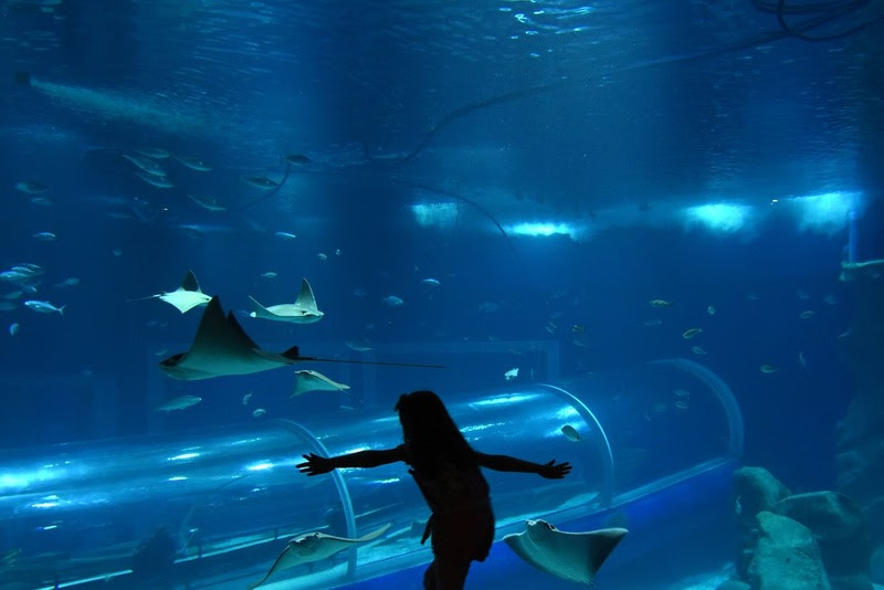 AquaRio celebra oito anos com entrada gratuita para aniversariantes de novembro