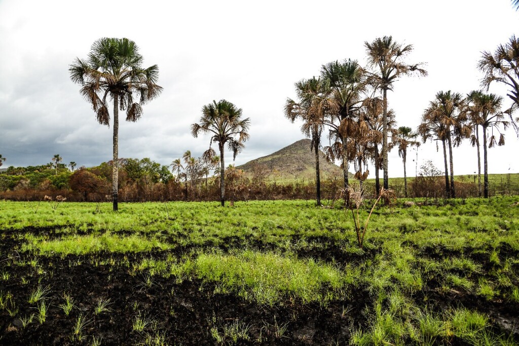 Projeto Água Vida apoia a instalação de viveiros para produção de árvores nos biomas brasileiros