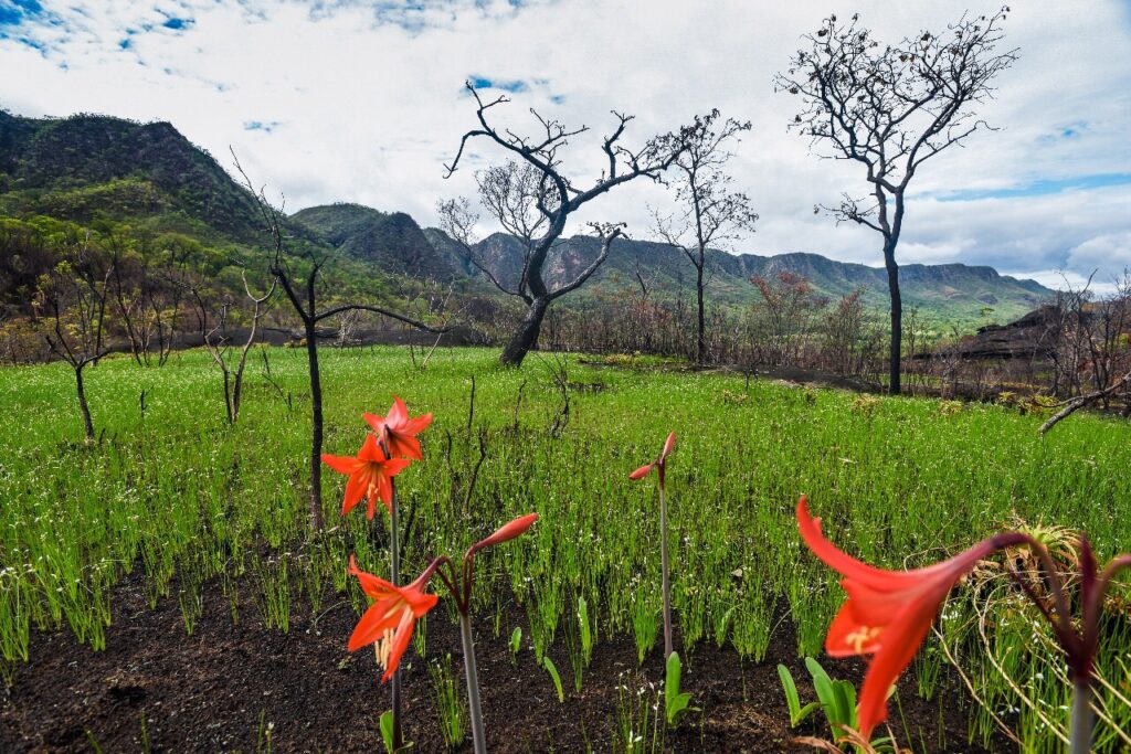 Projeto Água Vida apoia a instalação de viveiros para produção de árvores nos biomas brasileiros 2 Projeto Água Vida apoia a instalação de viveiros para produção de árvores nos biomas brasileiros