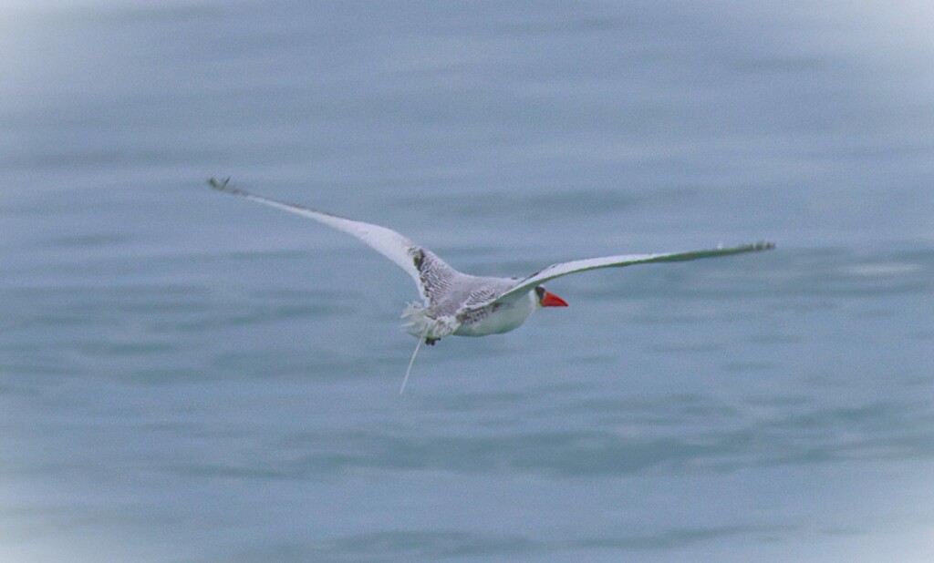 Instituto Albatroz faz soltura de ave oceânica encontrada em forro de residência em Cabo Frio, na Região dos Lagos (RJ)