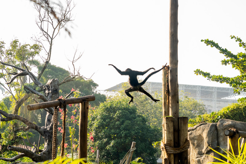 BioParque do Rio lança ingressos promocionais por R$ 39,90 até último dia de dezembro