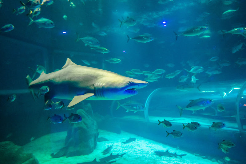 AquaRio, maior aquário marinho da América do Sul, realiza sessões inclusivas durante a Semana da Pessoa com Deficiência em Parques e Atrações Turísticas