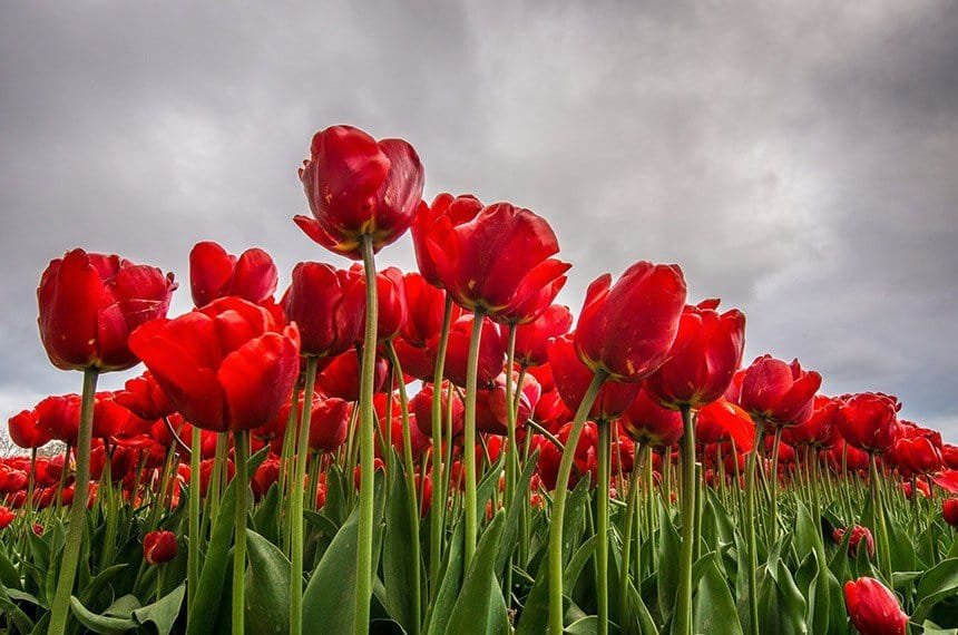Da Tulipa à Própolis Vermelha: Conexões na Luta Contra o Parkinson 1 Tulipa Vermelha