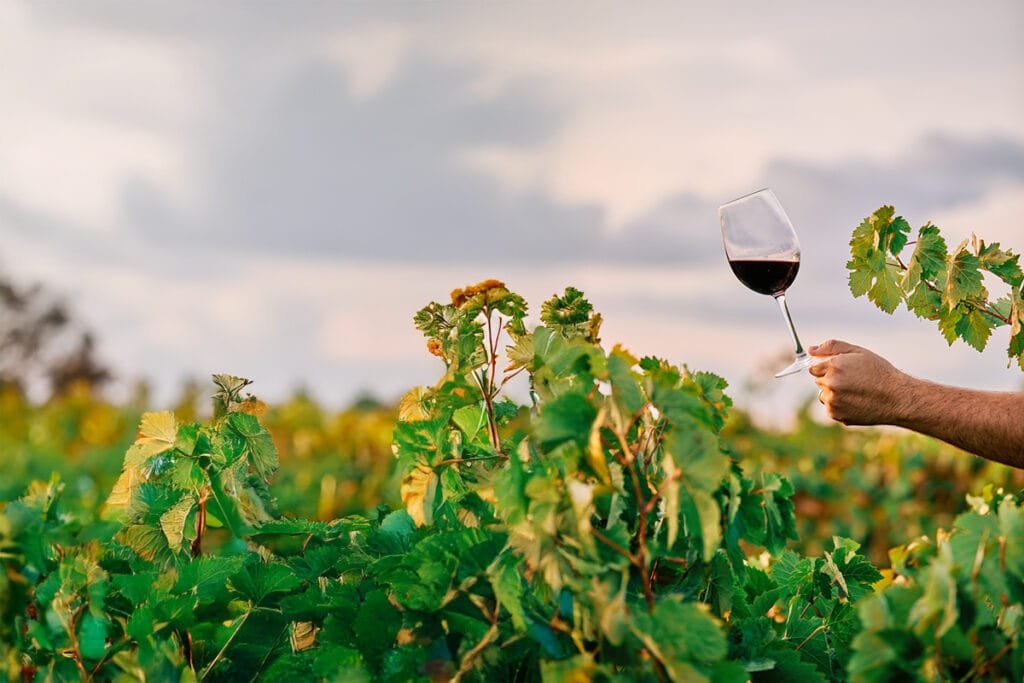 Tendências para o mundo dos vinhos para o Brasil em 2025