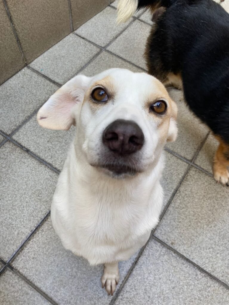Feira de Adoção ‘Amor de Pet’ no Botafogo Praia Shopping conecta animais resgatados a novos lares neste sábado