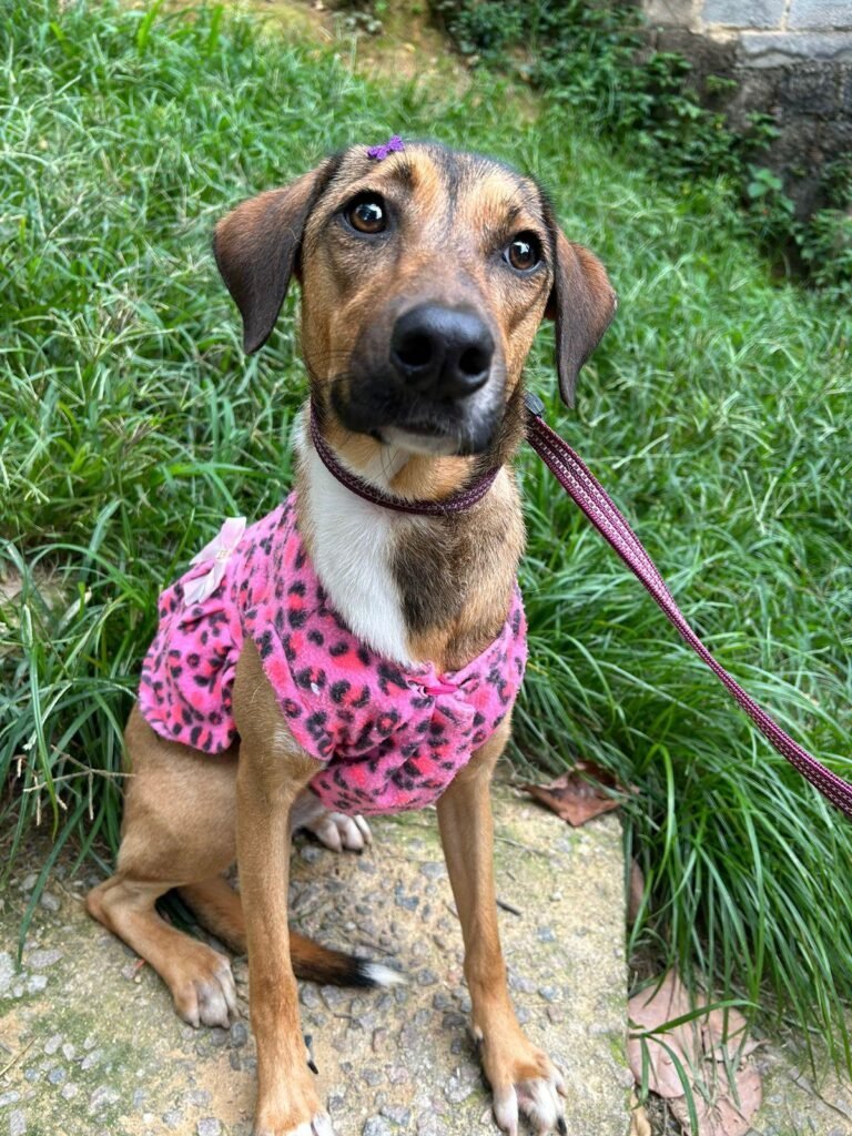 Feira de Adoção ‘Amor de Pet’ no Botafogo Praia Shopping conecta animais resgatados a novos lares neste sábado