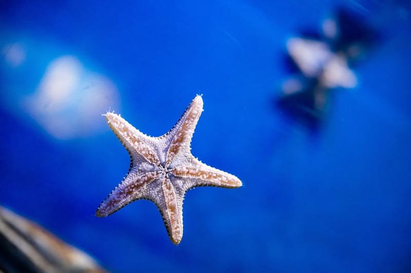 AquaRio realiza Sessão Azul com entrada gratuita para pessoas com Transtorno do Espectro Autista 1 unnamed (25)