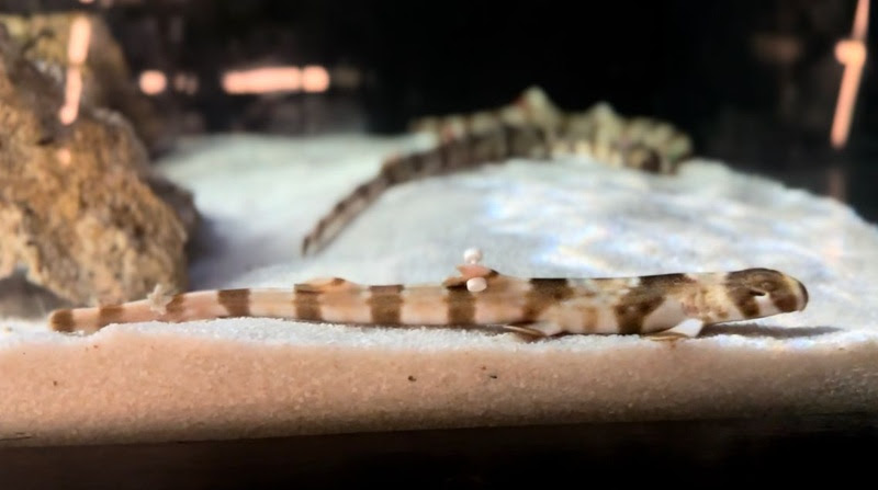 Filhotes de tubarão Freycineti nascem no AquaRio e fazem história 1 Filhotes de tubarão Freycineti nascem no AquaRio e fazem história