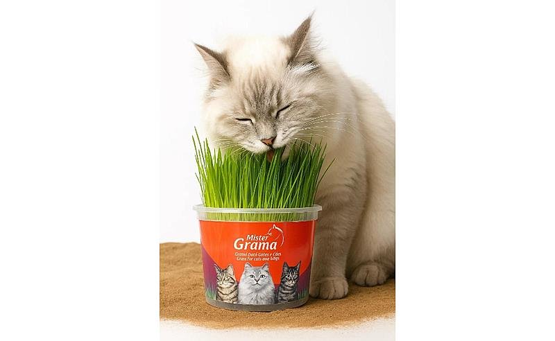 Klima Pet BR Distribuidora Ganha Destaque Nacional com a Graminha para Gatos do Grupo Mister