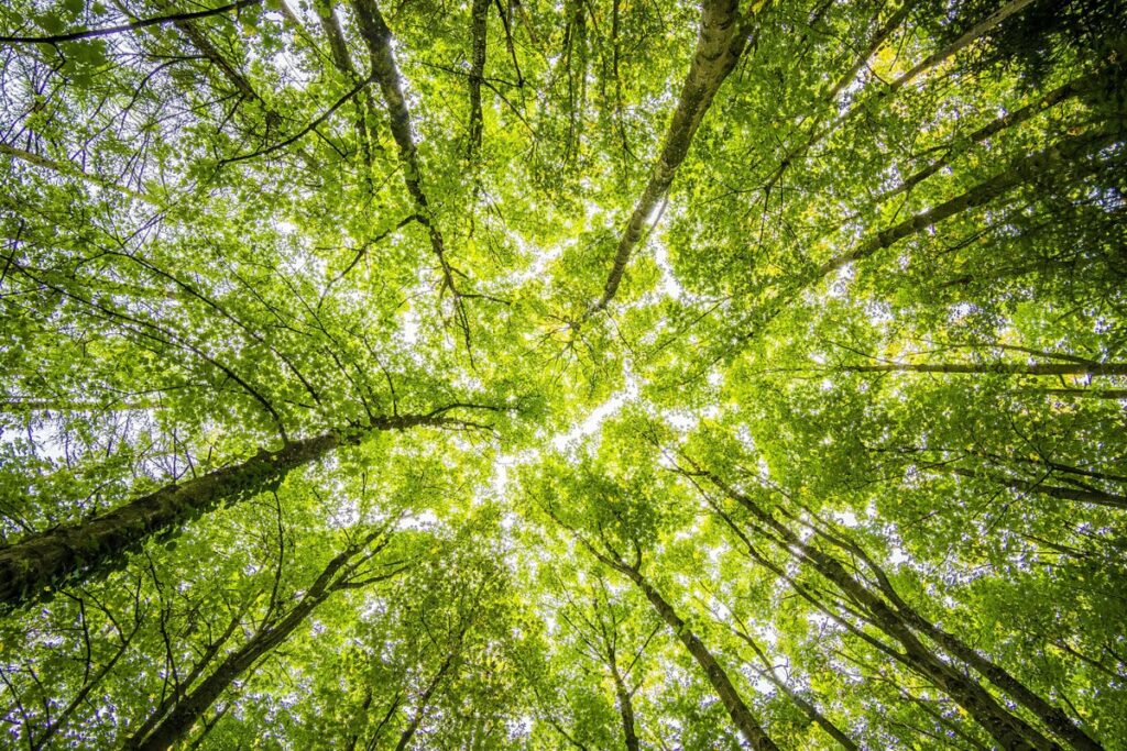 Aventura com responsabilidade: como planejar uma viagem em contato com a natureza?