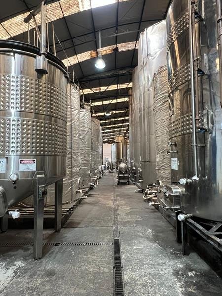 Tramarin Vinhos: elegância artesanal da Serra Gaúcha conquista prêmios e mira o mercado internacional