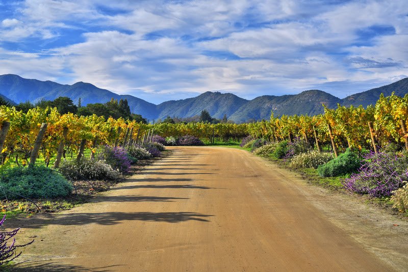 Cabernet Sauvignon ganha dia mundial e rótulos especiais 2 Cabernet Sauvignon ganha dia mundial e rótulos especiais