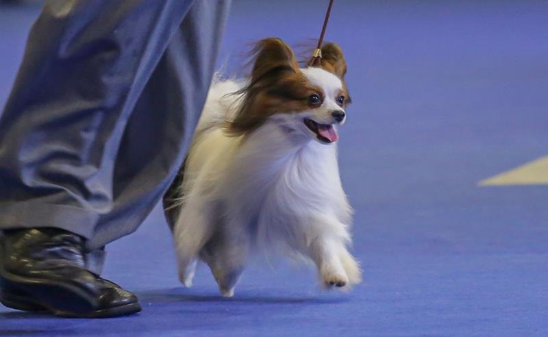 Exposição de Aniversário da CBKC 2025 leva o melhor da criação de cães para São Bento do Sul, Santa Catarina Exposição de Aniversário da CBKC 2025 leva o melhor da criação de cães para São Bento do Sul, Santa Catarina