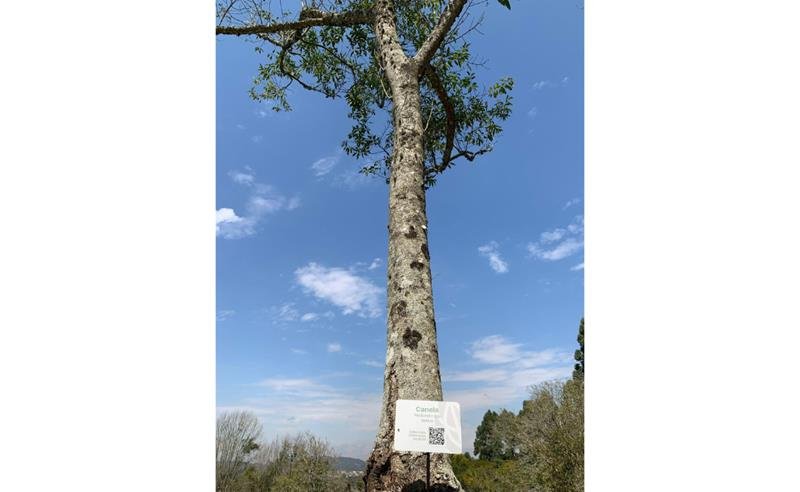 No Dia da Árvore, Hotel Villa Rossa destaca projeto Villa Verde e doação de mudas da Mata Atlântica para hóspedes No Dia da Árvore, Hotel Villa Rossa destaca projeto Villa Verde e doação de mudas da Mata Atlântica para hóspedes
