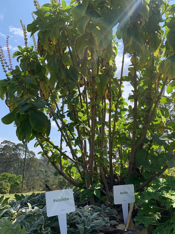 No Dia da Árvore, Hotel Villa Rossa destaca projeto Villa Verde e doação de mudas da Mata Atlântica para hóspedes 1 No Dia da Árvore, Hotel Villa Rossa destaca projeto Villa Verde e doação de mudas da Mata Atlântica para hóspedes