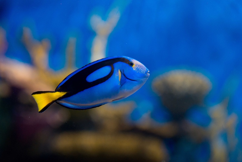 AquaRio participa do Rio Ocean Week com ações educativas e palestras no Museu do Amanhã