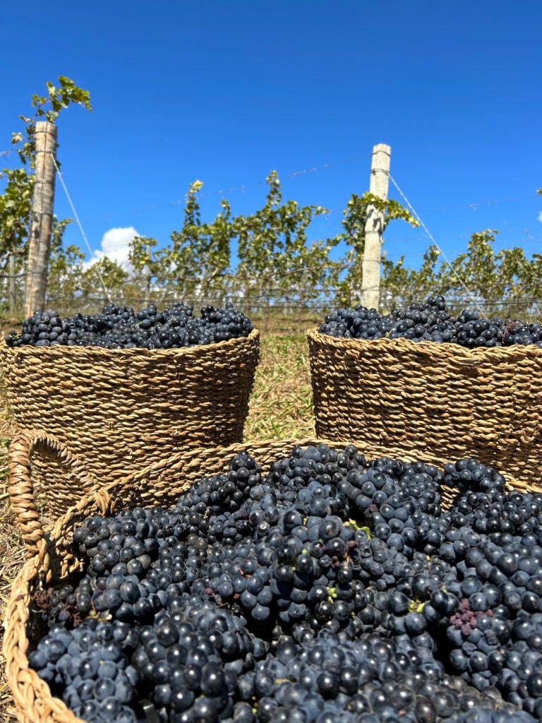 Vinho de Goiás chega ao Mesa SP com produção em condomínio no Cerrado Vinho de Goiás chega ao Mesa SP com produção em condomínio no Cerrado