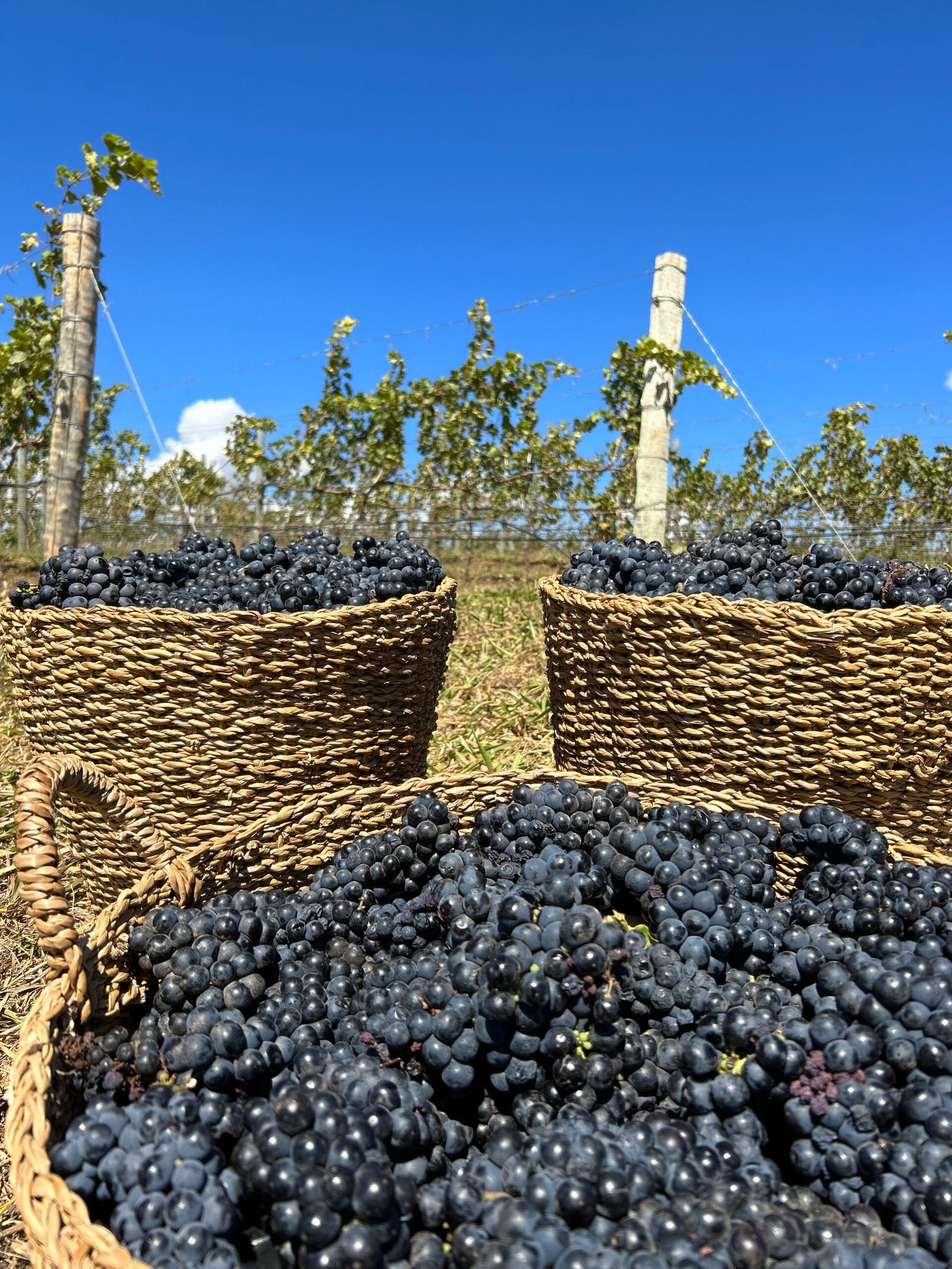 Vinho de Goiás chega ao Mesa SP com produção em condomínio no Cerrado 2 Vinho de Goiás chega ao Mesa SP com produção em condomínio no Cerrado