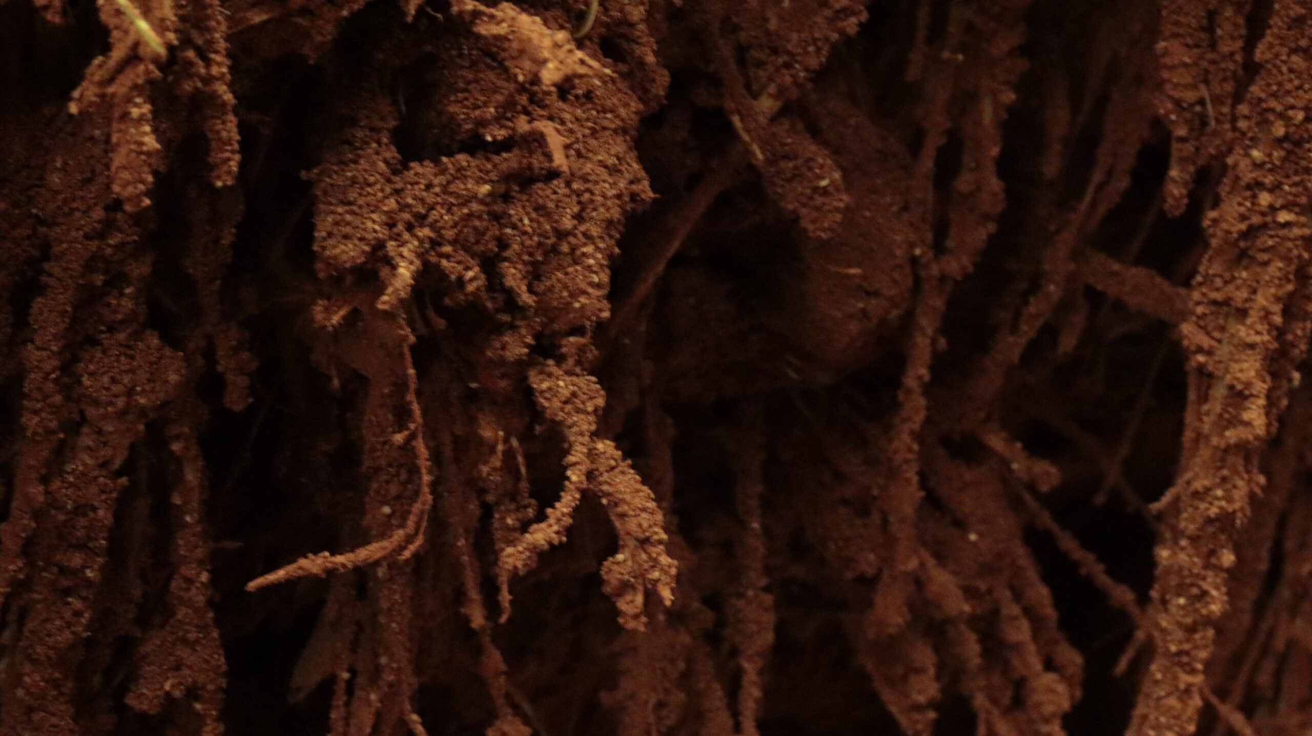 Givaudan e Delcy Morelos unem arte e perfumaria em exposição no MUAC, na Cidade do México