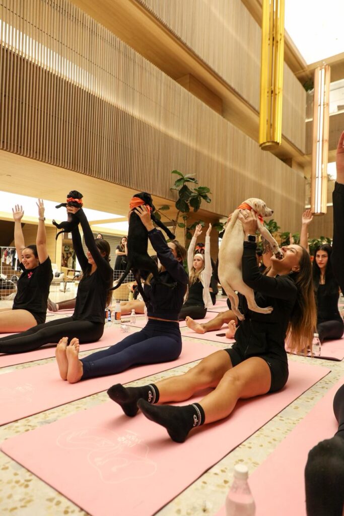 Pet Yoga com filhotes para adoção acontece no Shopping Metropolitano Barra Pet Yoga com filhotes para adoção acontece no Shopping Metropolitano Barra