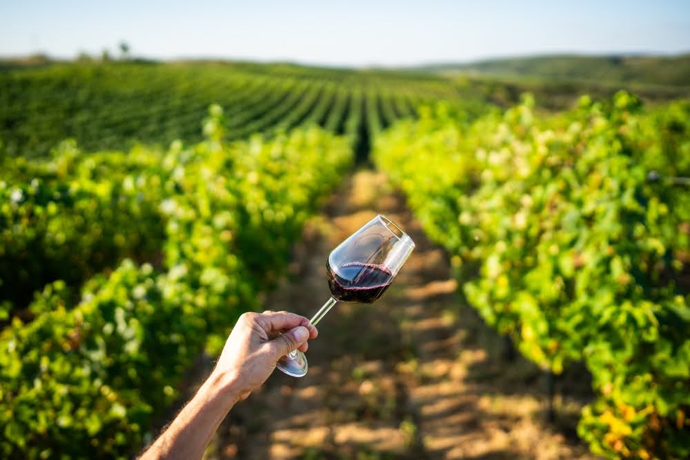 Curadoria especial destaca vinhos argentinos e chilenos premium