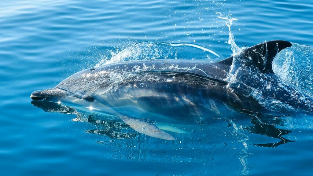 Golfinhos nas Maldivas: Meedhupparu oferece safari marinho inesquecível