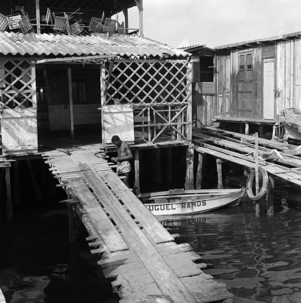 Mostra “Manguezal” ocupa o CCBB RJ e antecipa debate da COP30