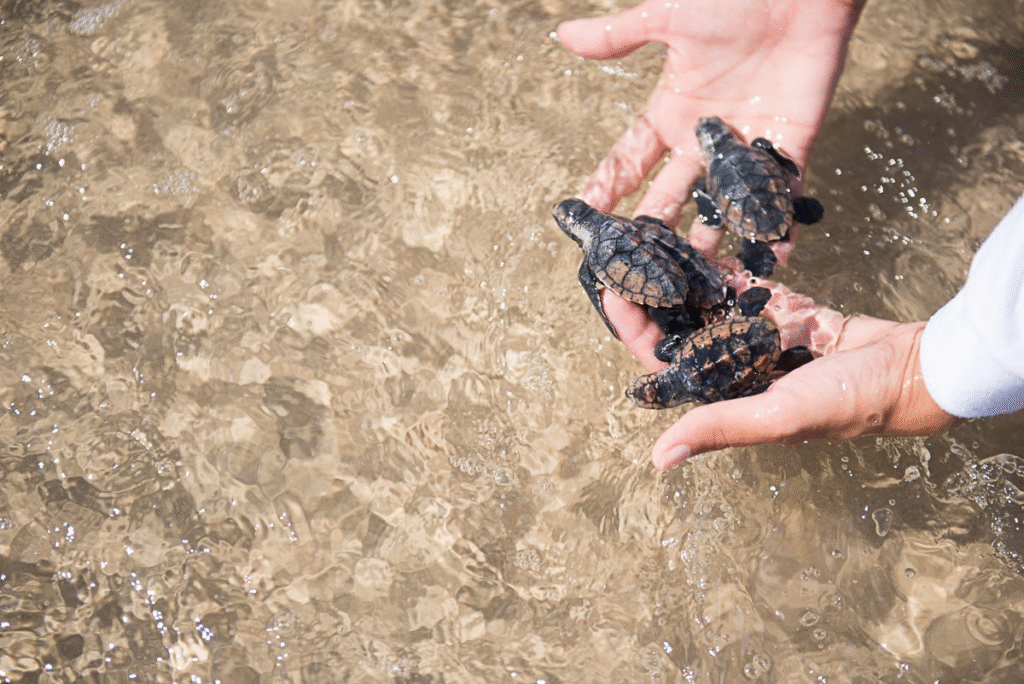 Txai Resort Itacaré e Shorts&Co celebram 25 anos com coleção sustentável inspirada em tartarugas marinhas Txai Resort Itacaré e Shorts&Co celebram 25 anos com coleção sustentável inspirada em tartarugas marinhas