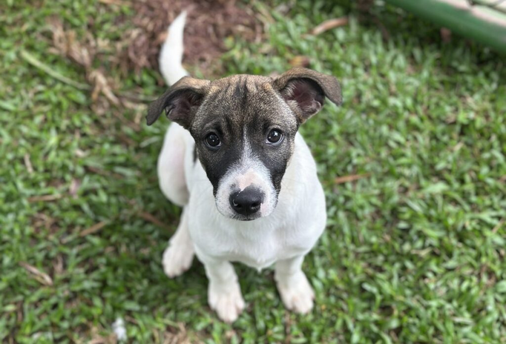 Instituto Caramelo realiza último evento de adopción de 2025 en São Bernardo do Campo