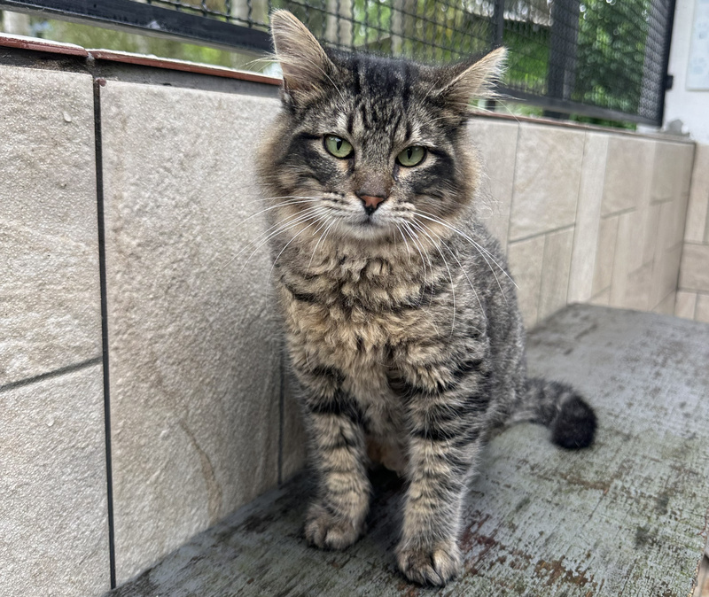 Instituto Caramelo realiza último evento de adopción de 2025 en São Bernardo do Campo