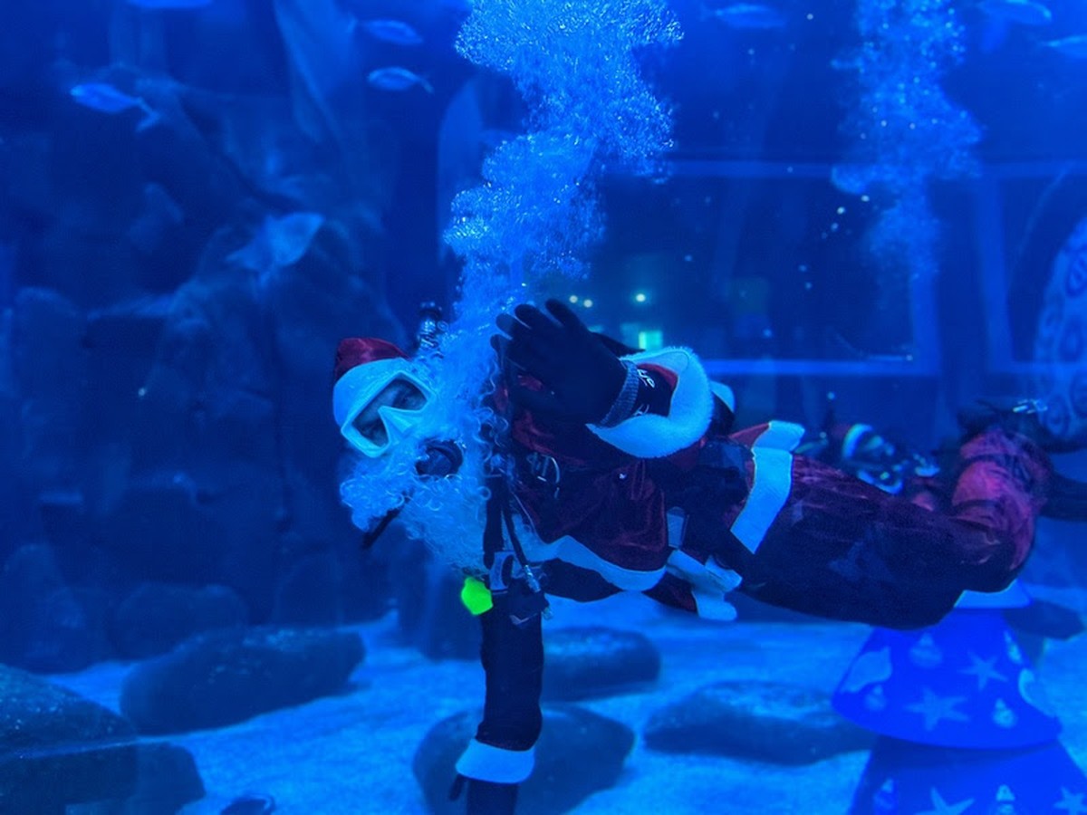 AquaRio’s Christmas features Santa’s dive and educational activities