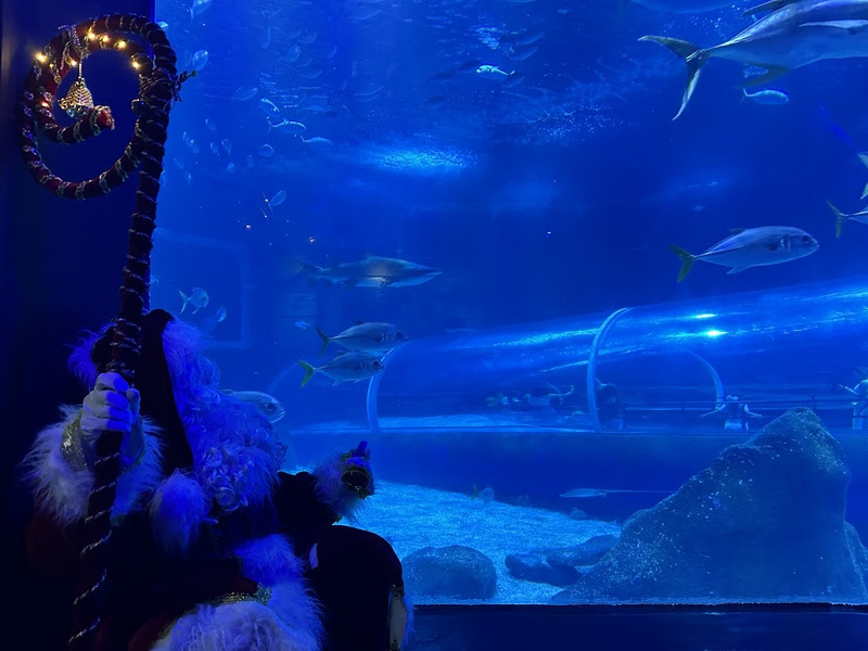 AquaRio’s Christmas features Santa’s dive and educational activities
