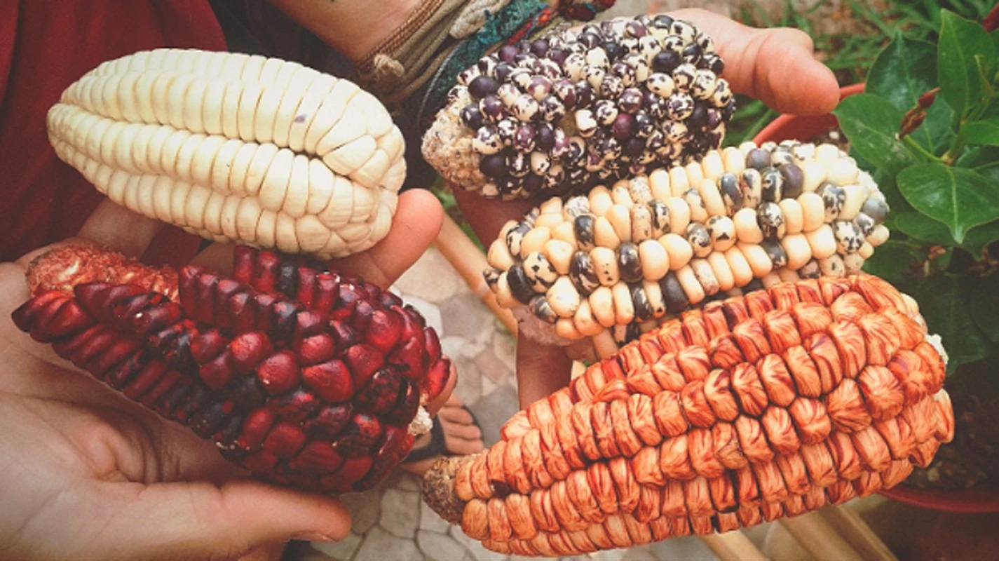 Decolonize seu prato com ingredientes nativos