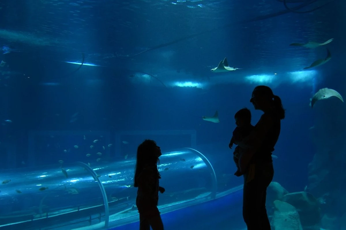 AquaRio estende horário e anuncia recreação nas férias