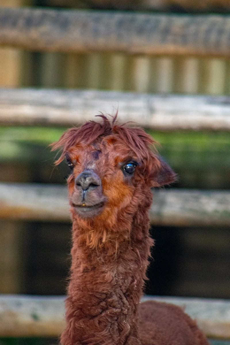 Llegan alpacas al BioParque de Río y hay votación de nombres