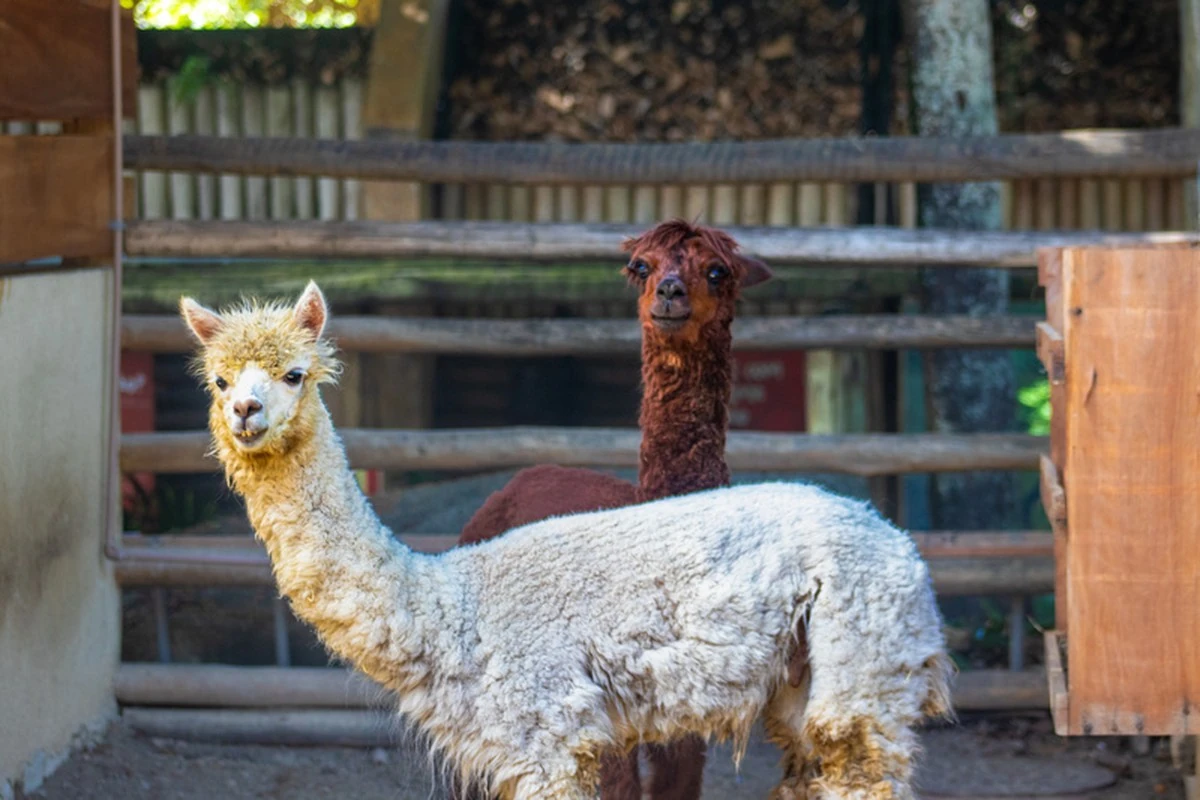 Alpacas do BioParque do Rio viram Machu e Picchu 1 Alpacas do BioParque do Rio viram Machu e Picchu