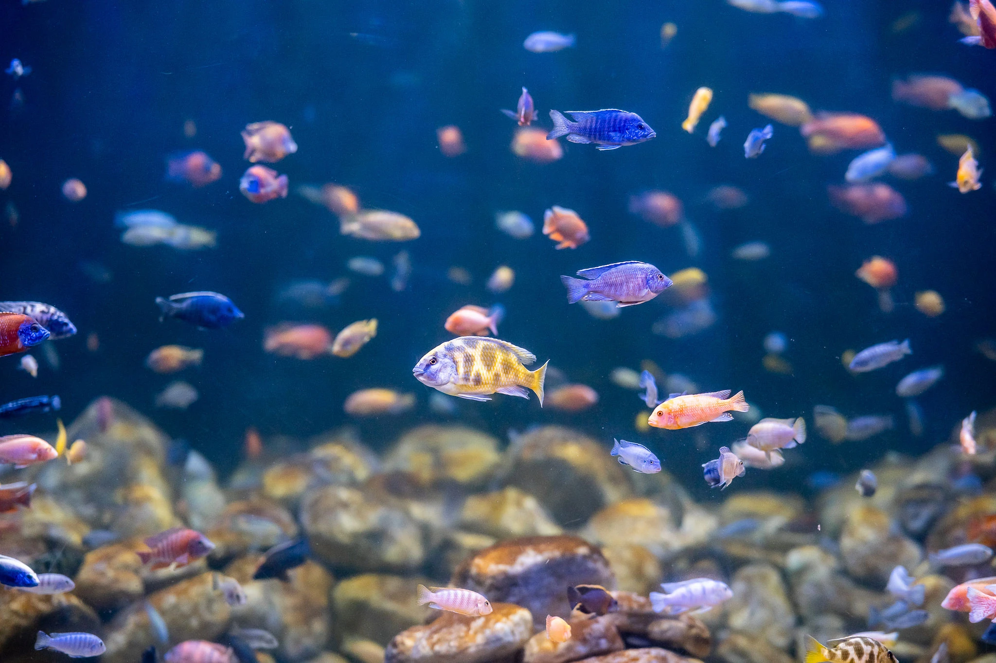 AquaRio estende horário e anuncia recreação nas férias