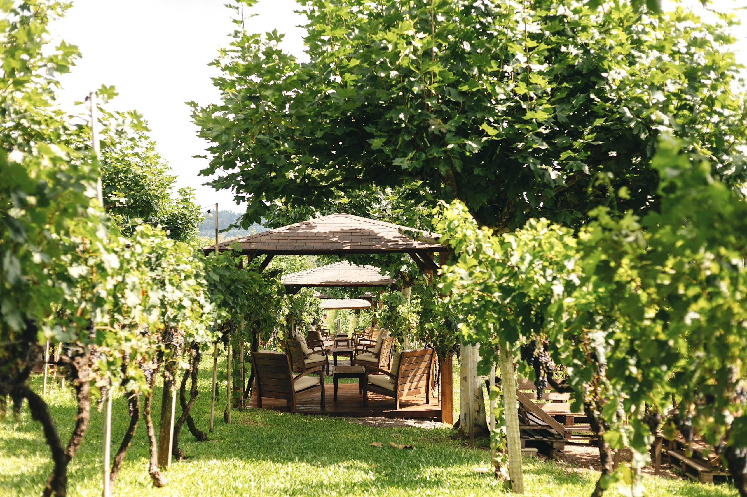 Bangalôs nos vinhedos da Larentis estreiam na Vindima 2026