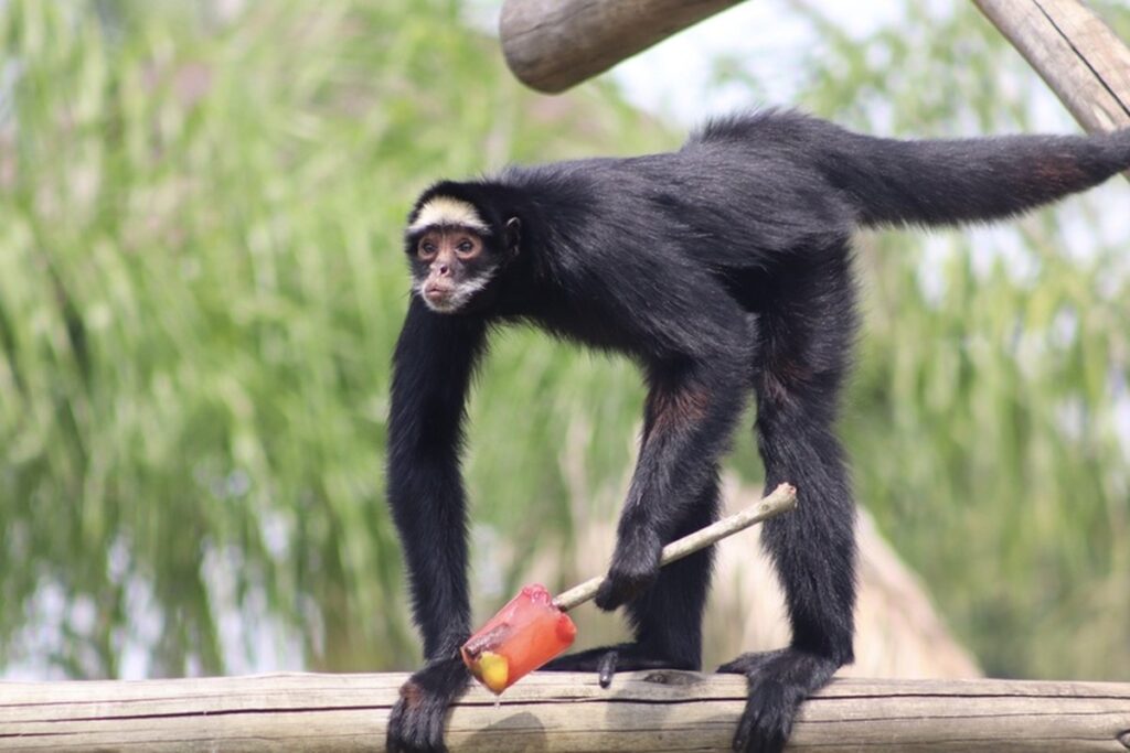 Verão refrescante no BioParque do Rio com picolés para animais