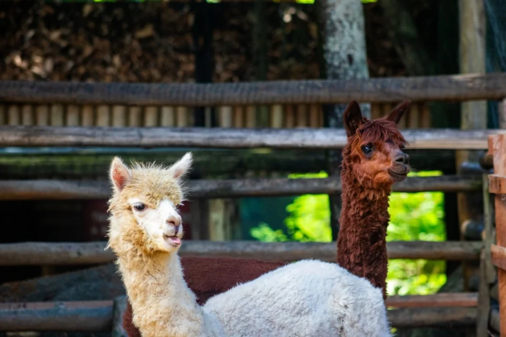 BioParque do Rio faz relâmpago: criança paga R$ 10
