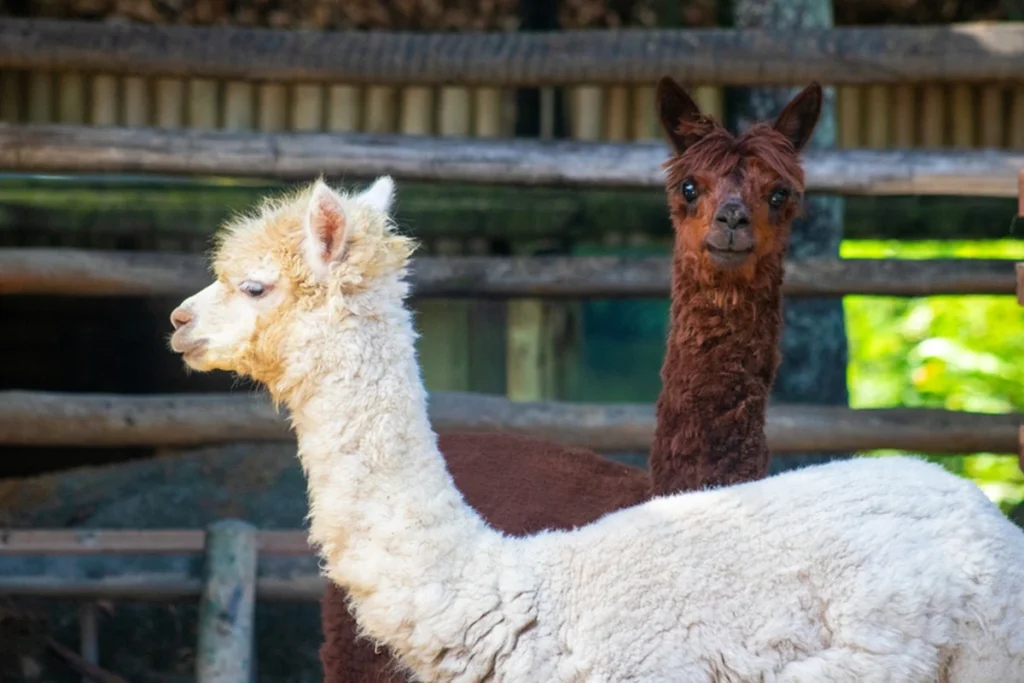 Llegan alpacas al BioParque de Río y hay votación de nombres