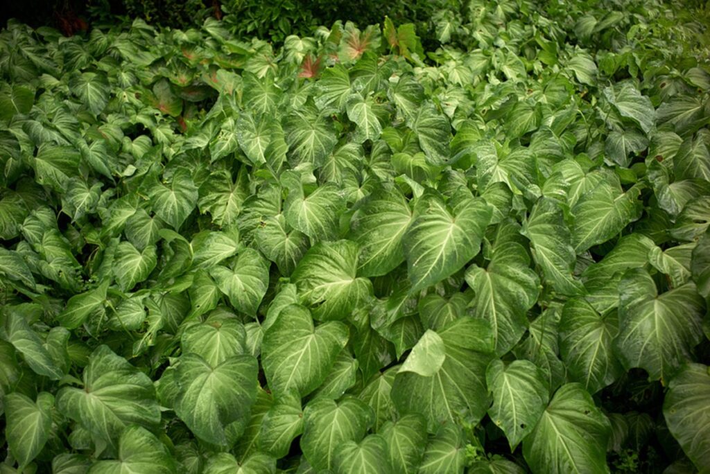 Bob Wolfenson brings the Amazon to Museu do Amanhã