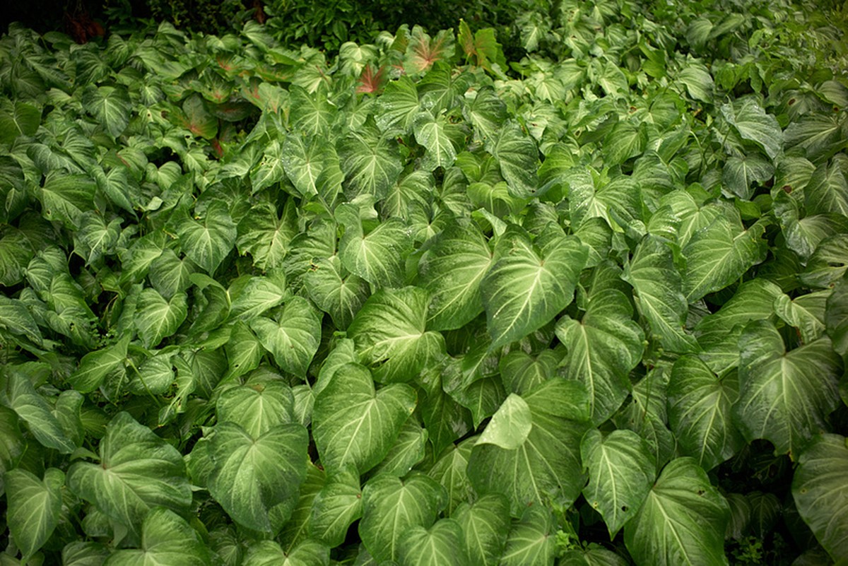 Bob Wolfenson brings the Amazon to Museu do Amanhã